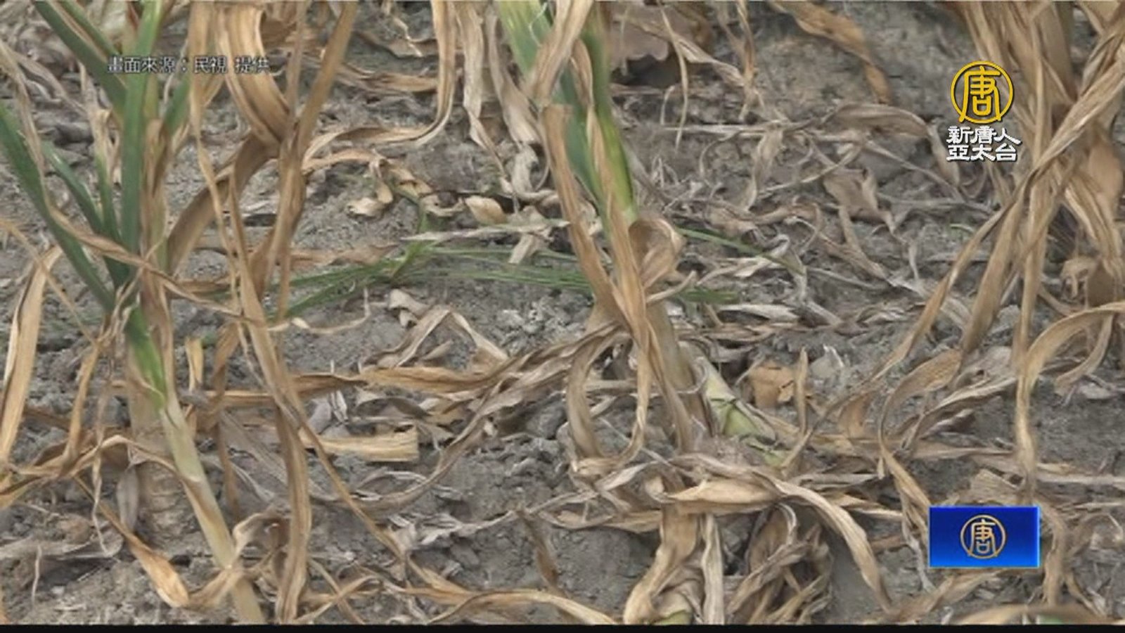 病害襲擊雲林大蒜 蒜田枯黃一片農民欲哭無淚