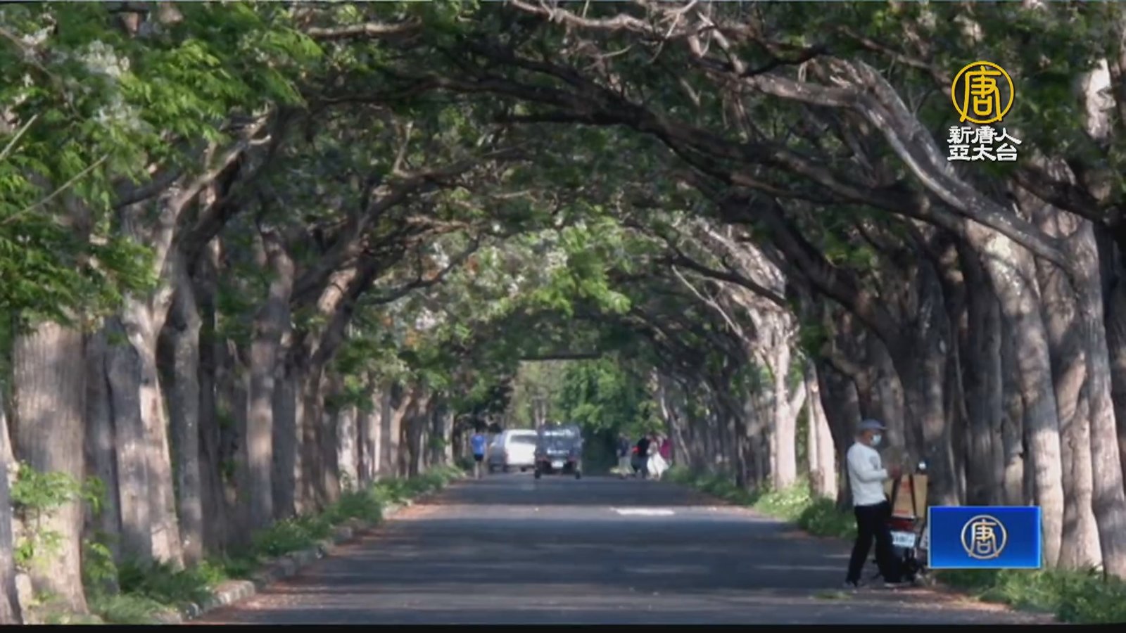 春季限定美景 全台最長2.5公里苦楝花隧道