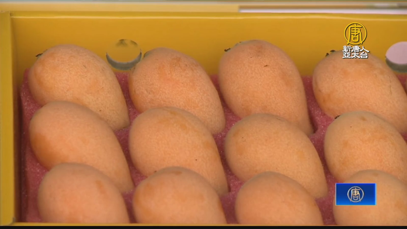 台灣枇杷之鄉!太平評鑑會提供交流平台