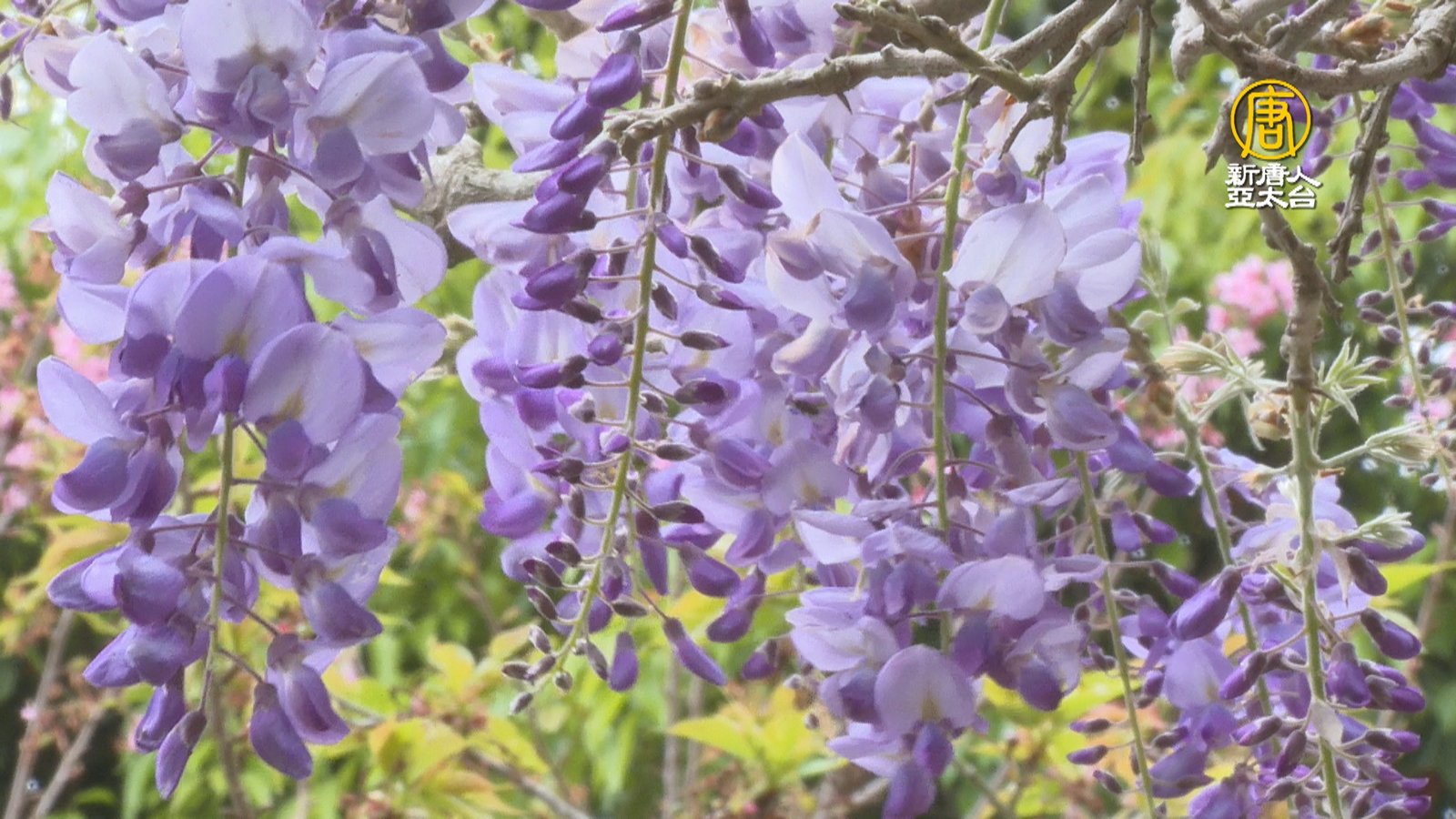 清明連假賞花趣 嘉義紫藤.花旗木接力綻放