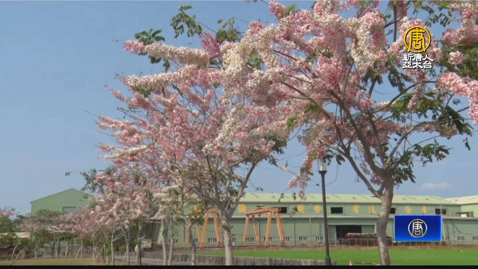 洋紅風鈴木、花旗木齊開 屏東美不勝收