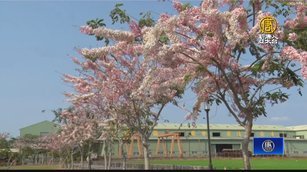 洋紅風鈴木、花旗木齊開 屏東美不勝收