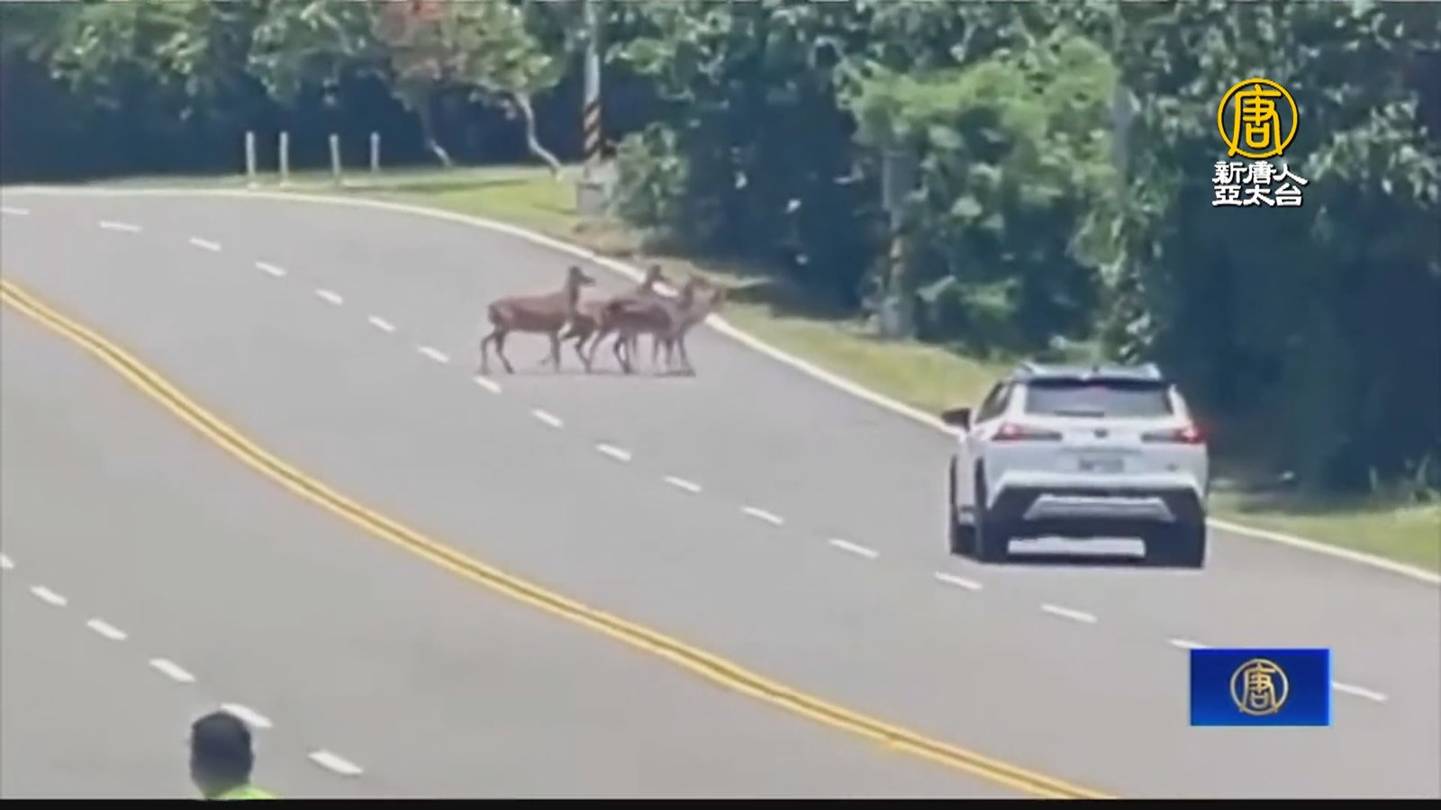 恆春「梅花鹿出沒」釀傷亡 墾管處設告示牌提醒