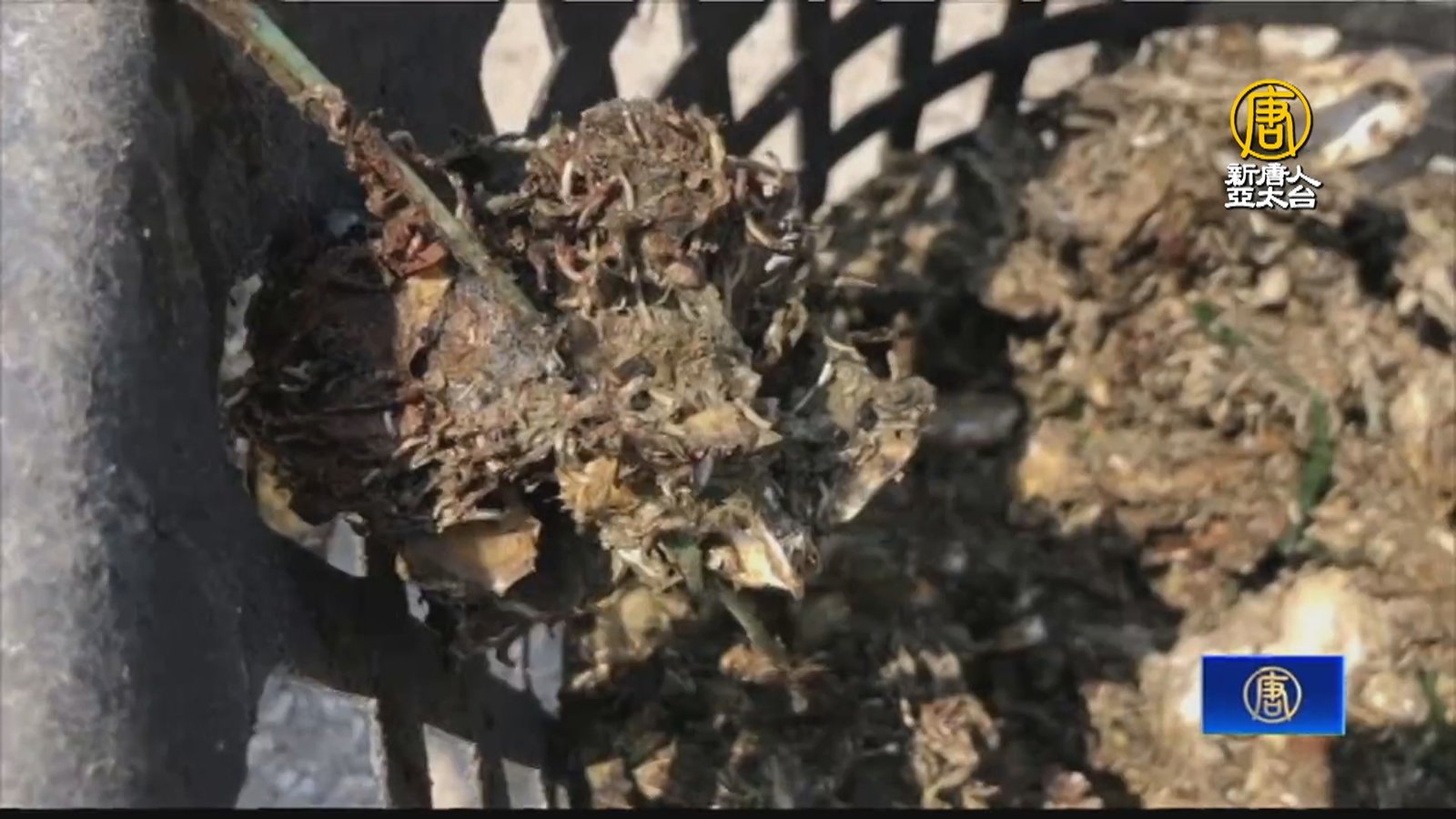 台南南區外海牡蠣異常暴斃 水試所調查原因