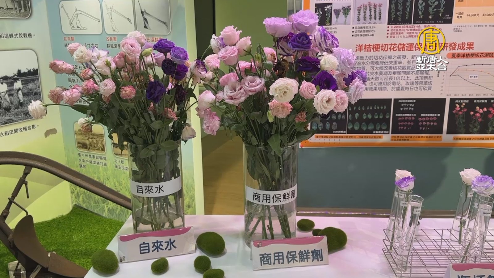 台中區農改場研發保鮮劑 延長花期多1倍