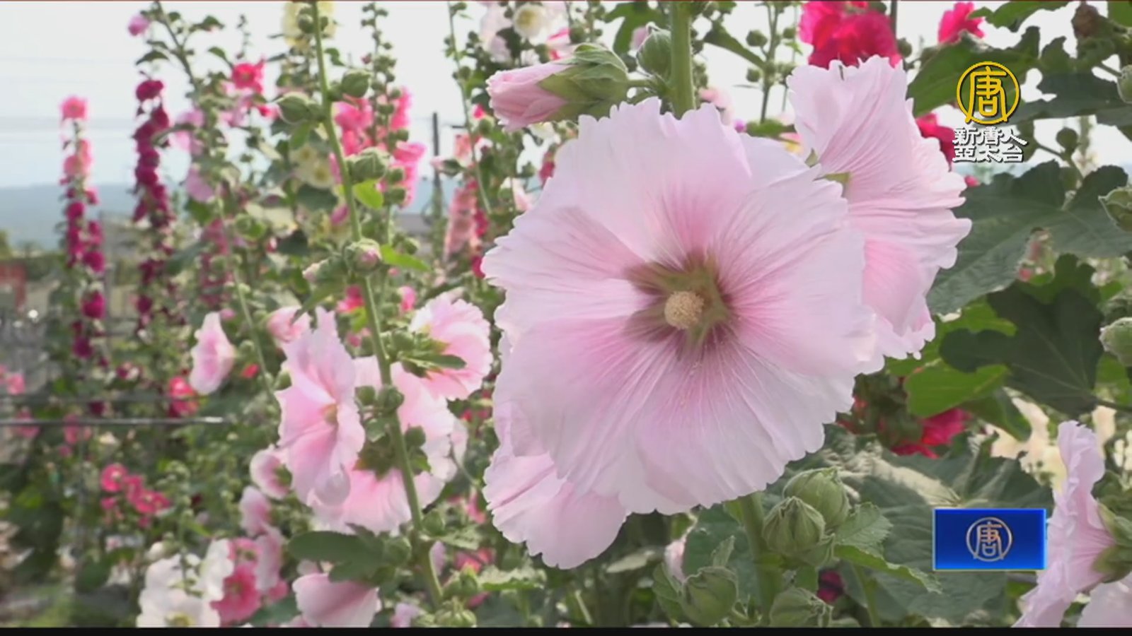 2024員林蜀葵花季 白天賞蜀葵花、夜晚看花燈