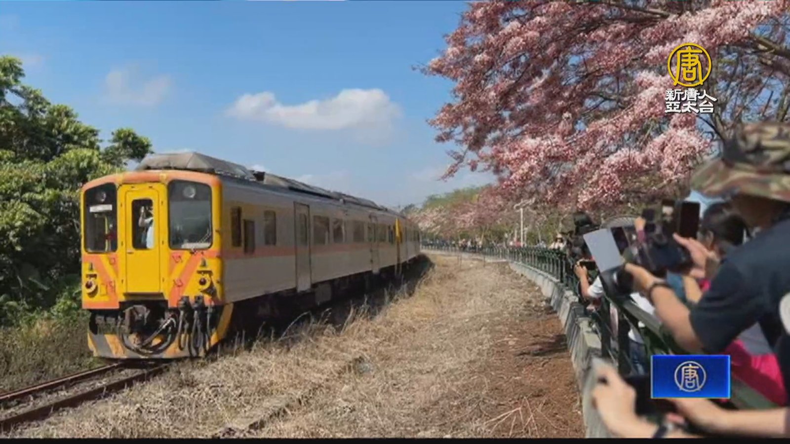 二水花旗木綻放 遊客讚鐵道花旗木媲美國外