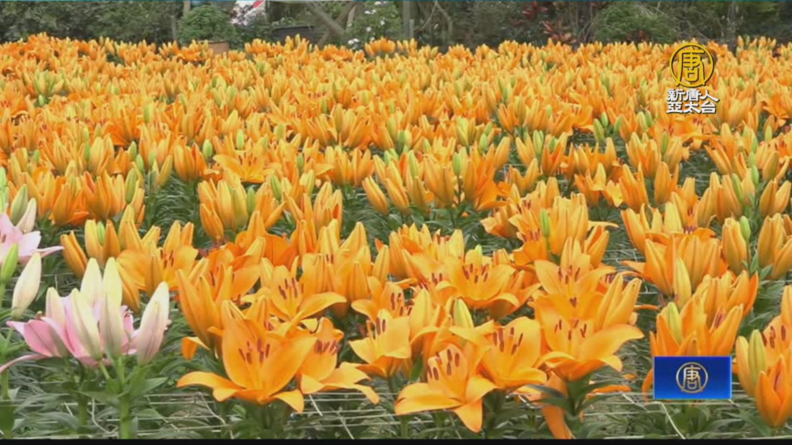 2024桃園溪海花卉春季展 17萬株花朵綻放