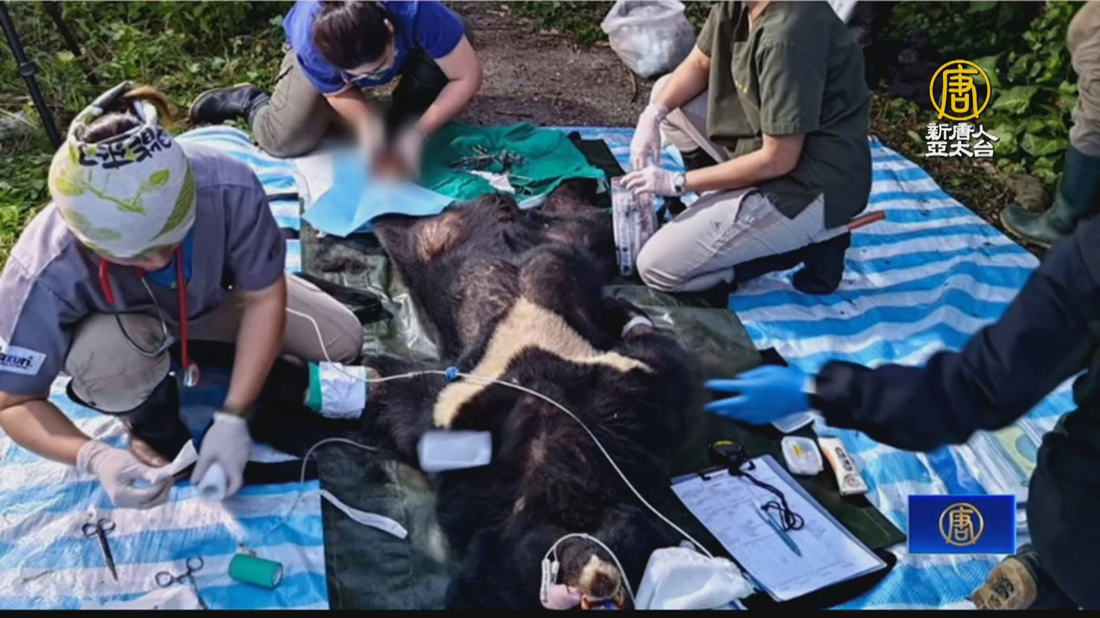 台灣黑熊「達古阿里」又受傷 救護隊緊急治療