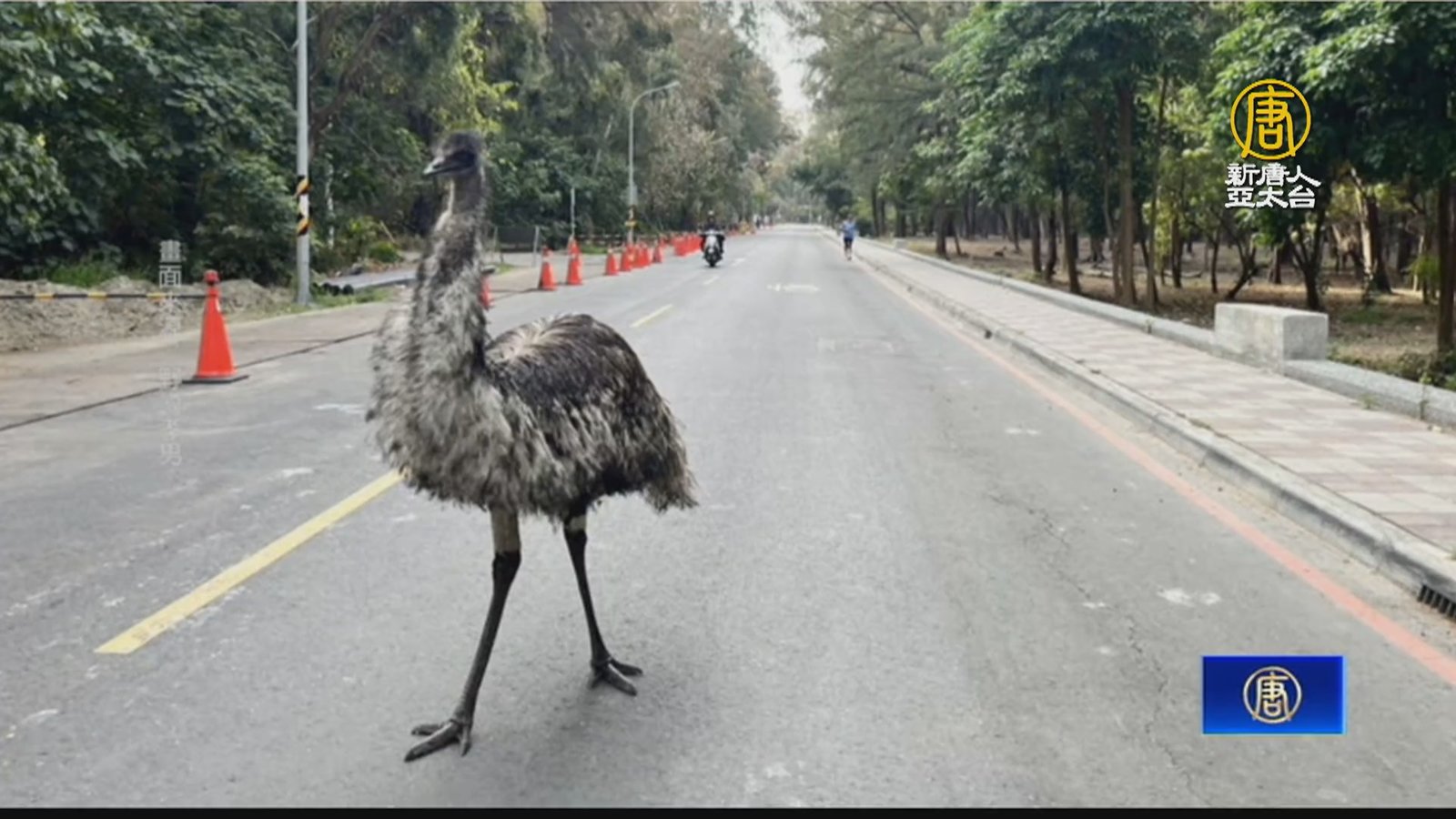 澳洲國鳥「鴯苗」逛大街 日籍顧問路過嚇一跳