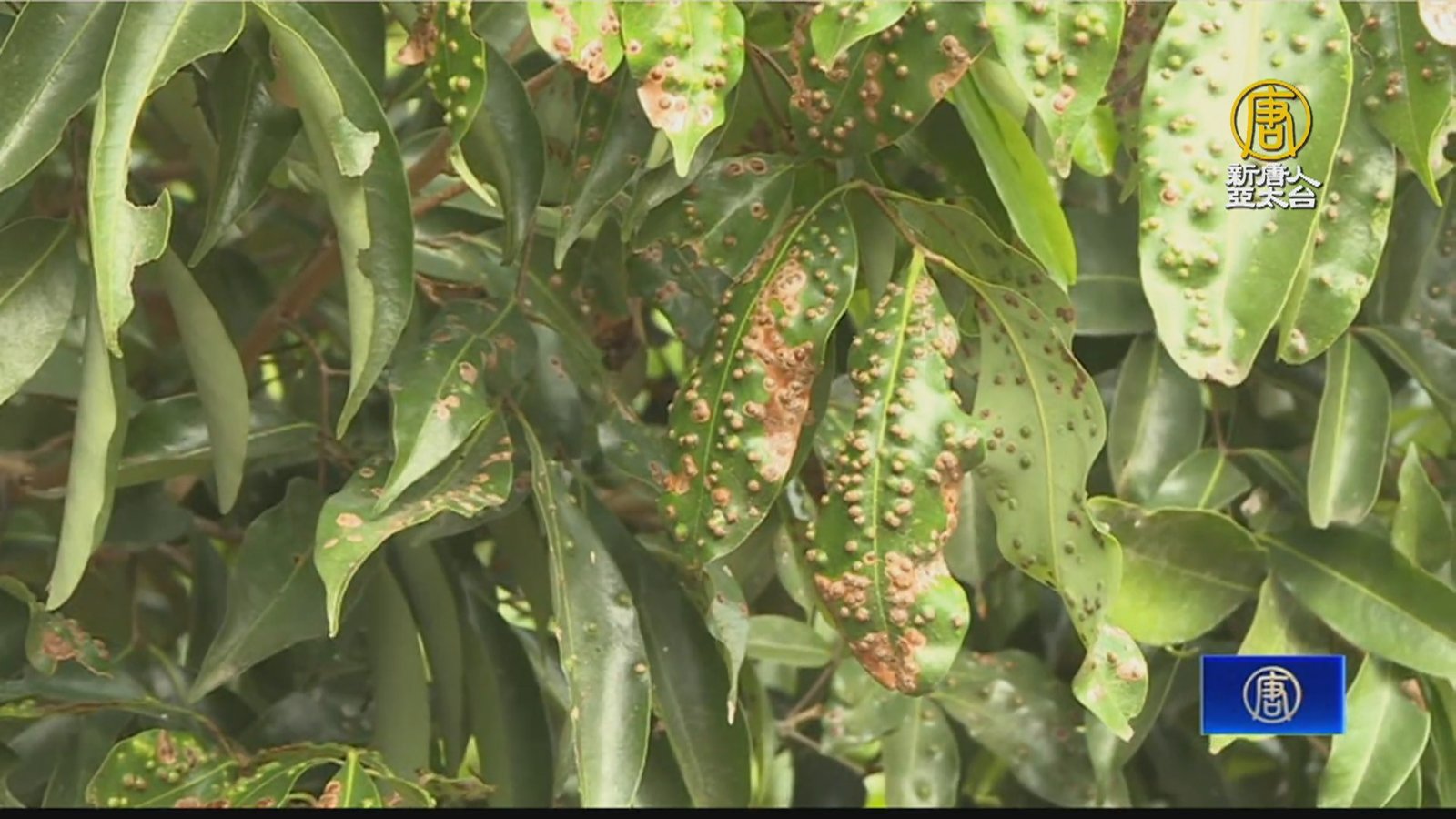 中部連日炎熱 荔枝、龍眼結果率恐剩不到2成