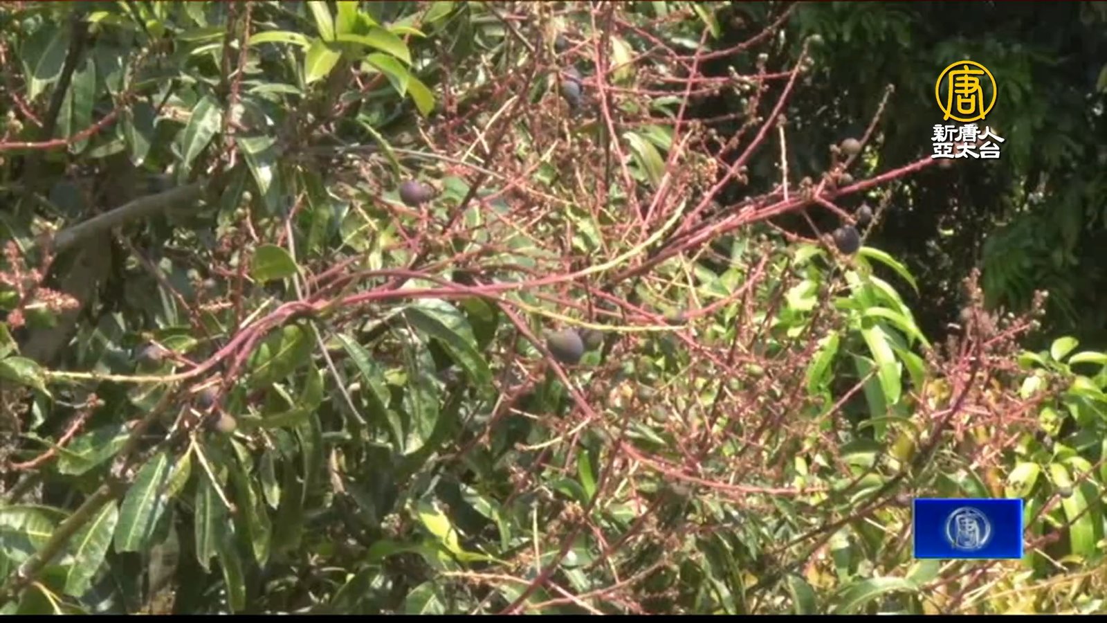 焚風加上溫差大!台南芒果產量減.收成恐剩2成