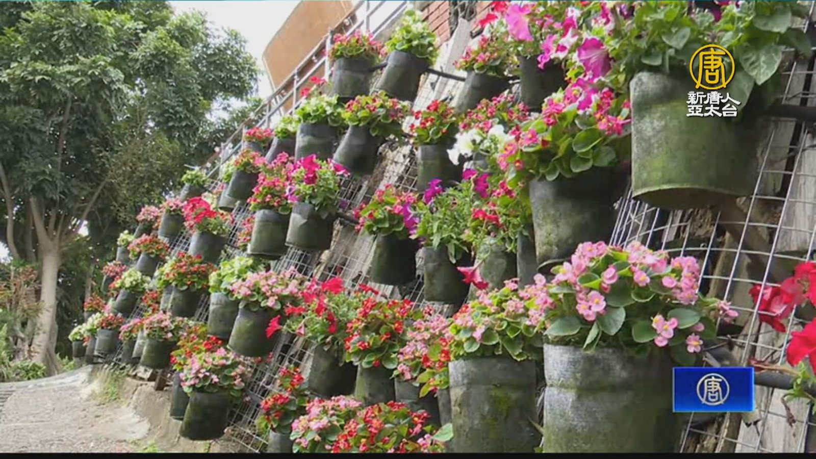 員林「療癒階梯」 兒為病父打造戶外花海爆紅