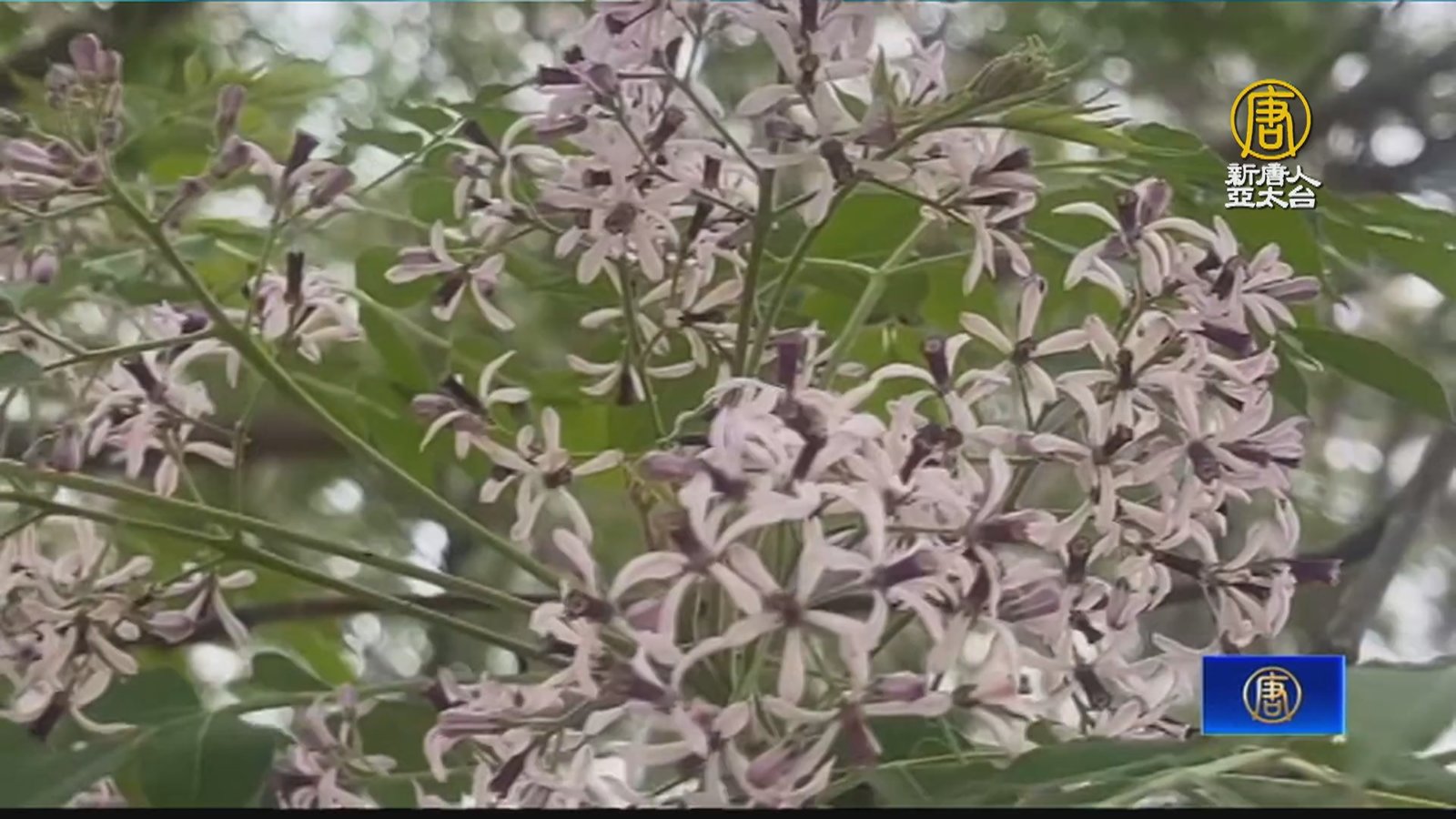 報春樹來了 台中南屯、雲林莿桐苦楝花秘境曝光