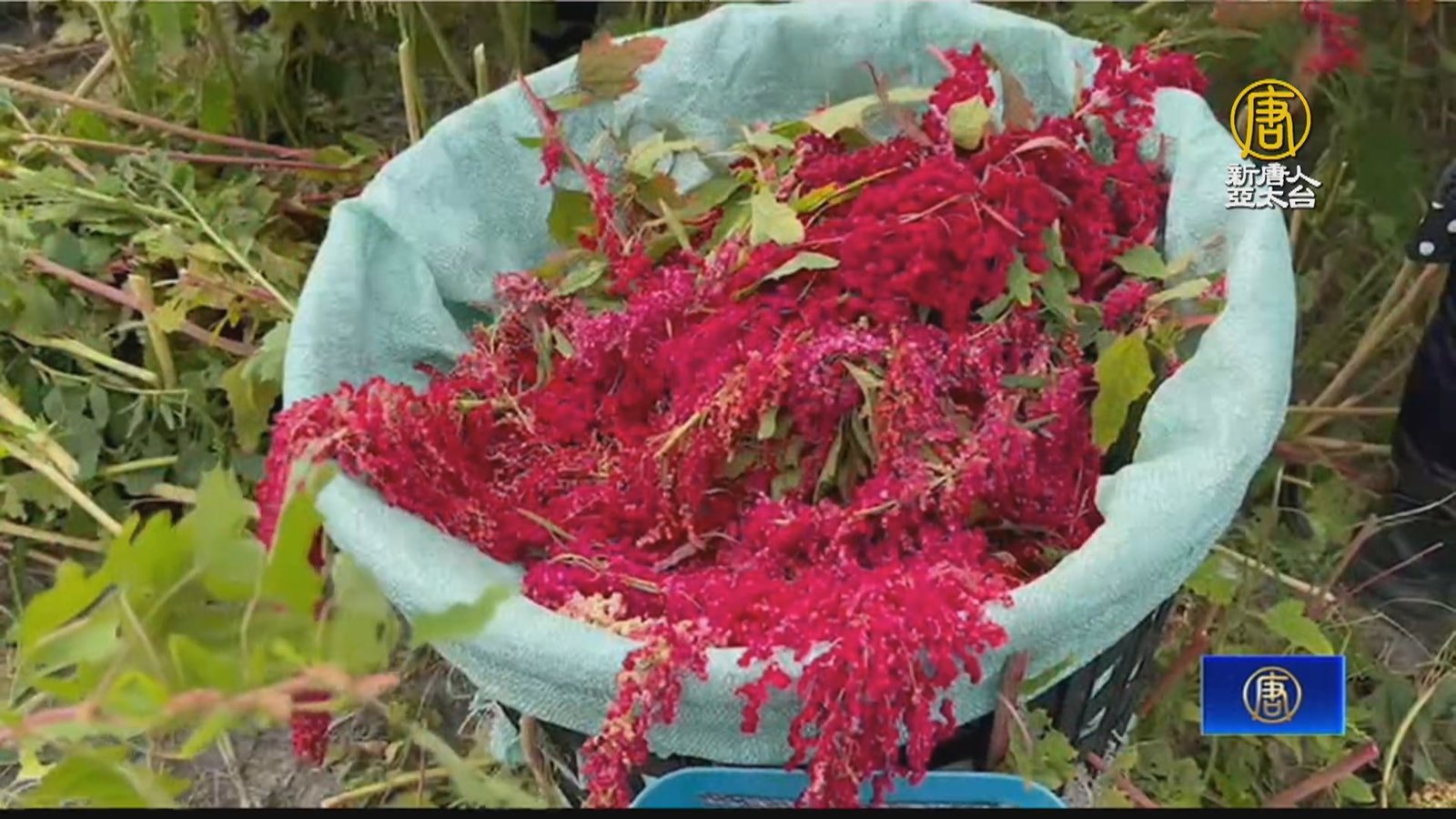 台東紅藜產量大豐收 農民採收樂開懷