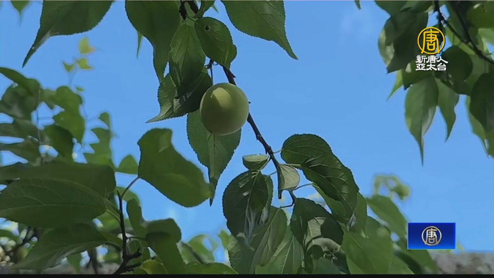 暖冬影響著果率差 梅嶺青梅估產量僅剩3至4成