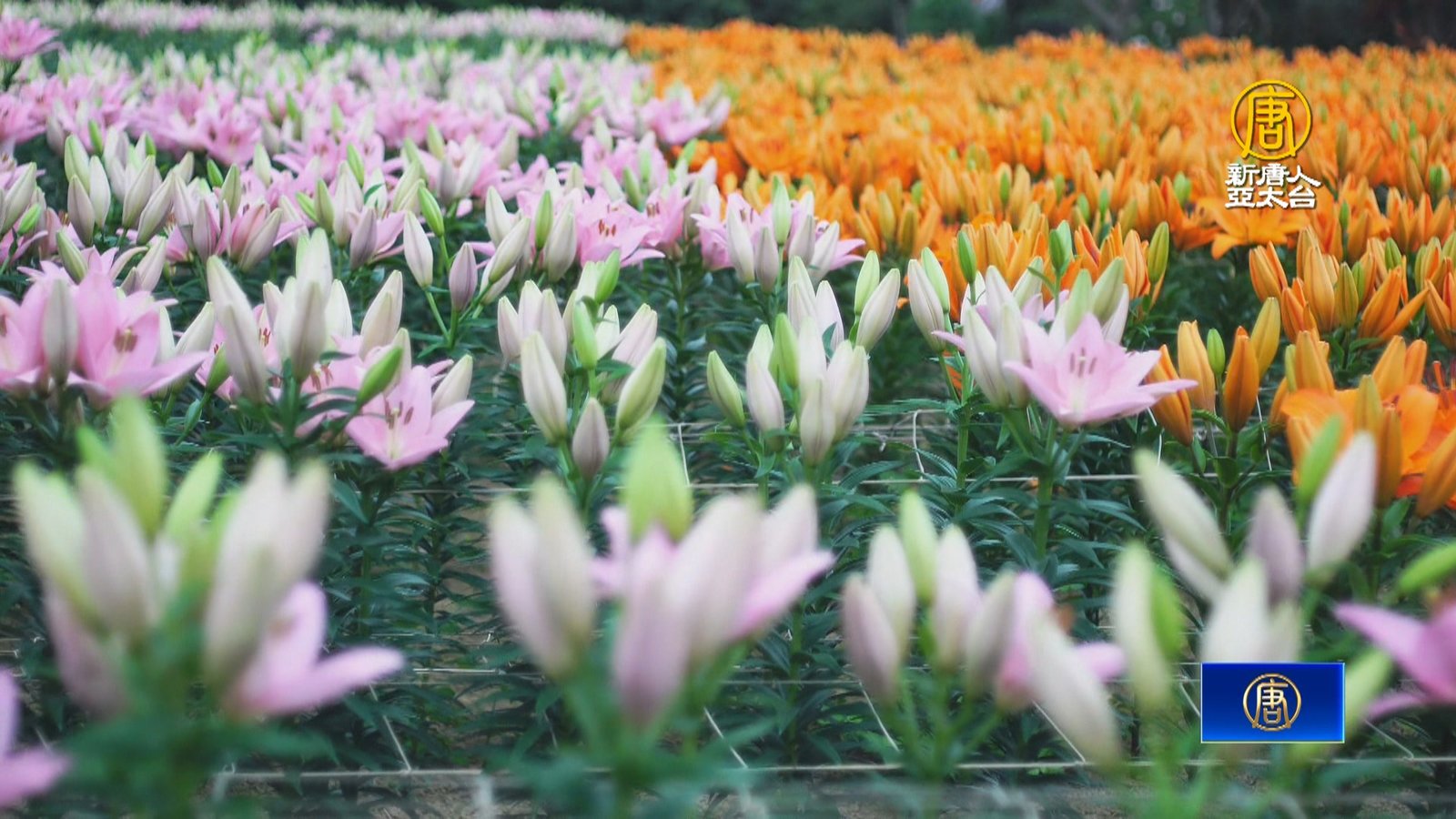 清明連假賞花去 陽明山紫藤花、台中桃花陸續盛開