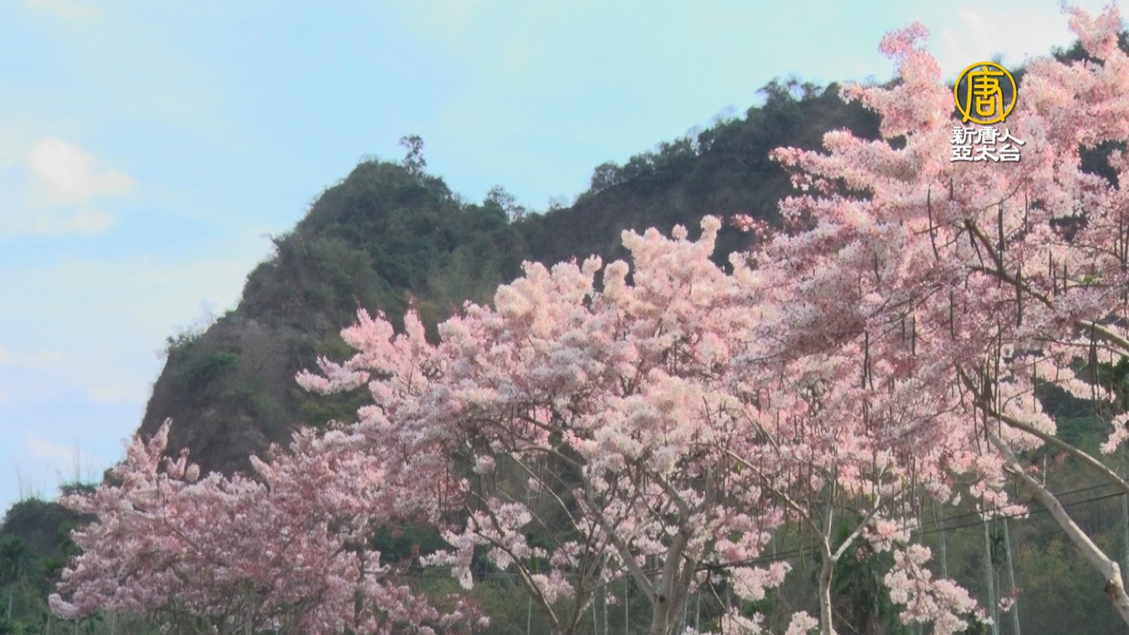 東高雄花旗木爆開 民眾把握假期欣賞粉紅花海