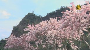 東高雄花旗木爆開 民眾把握假期欣賞粉紅花海