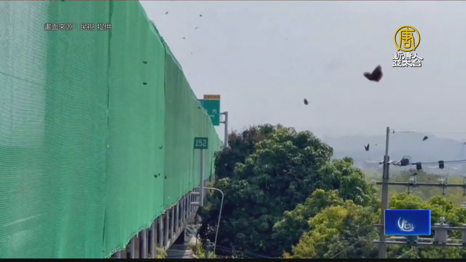 「紫斑蝶」往北遷徙 高公局封閉車道.架防護網護蝶