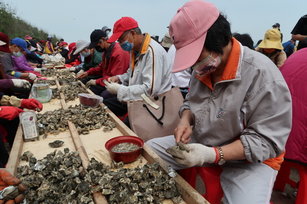 2024金寧鄉石蚵文化季第一波主題活動,推出「千人剝蚵體驗」,4月27日下午4點在古寧頭北山出海口海堤搶先登場。(圖/金寧鄉公所提供)