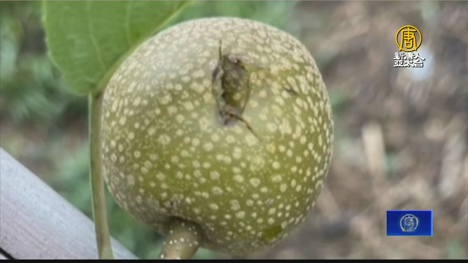 台中天降冰雹砸水梨 農民損失慘重盼中央補助