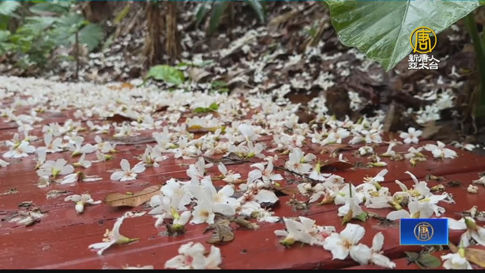 八卦山桐花四月綻放 民眾趁雨勢空檔賞花