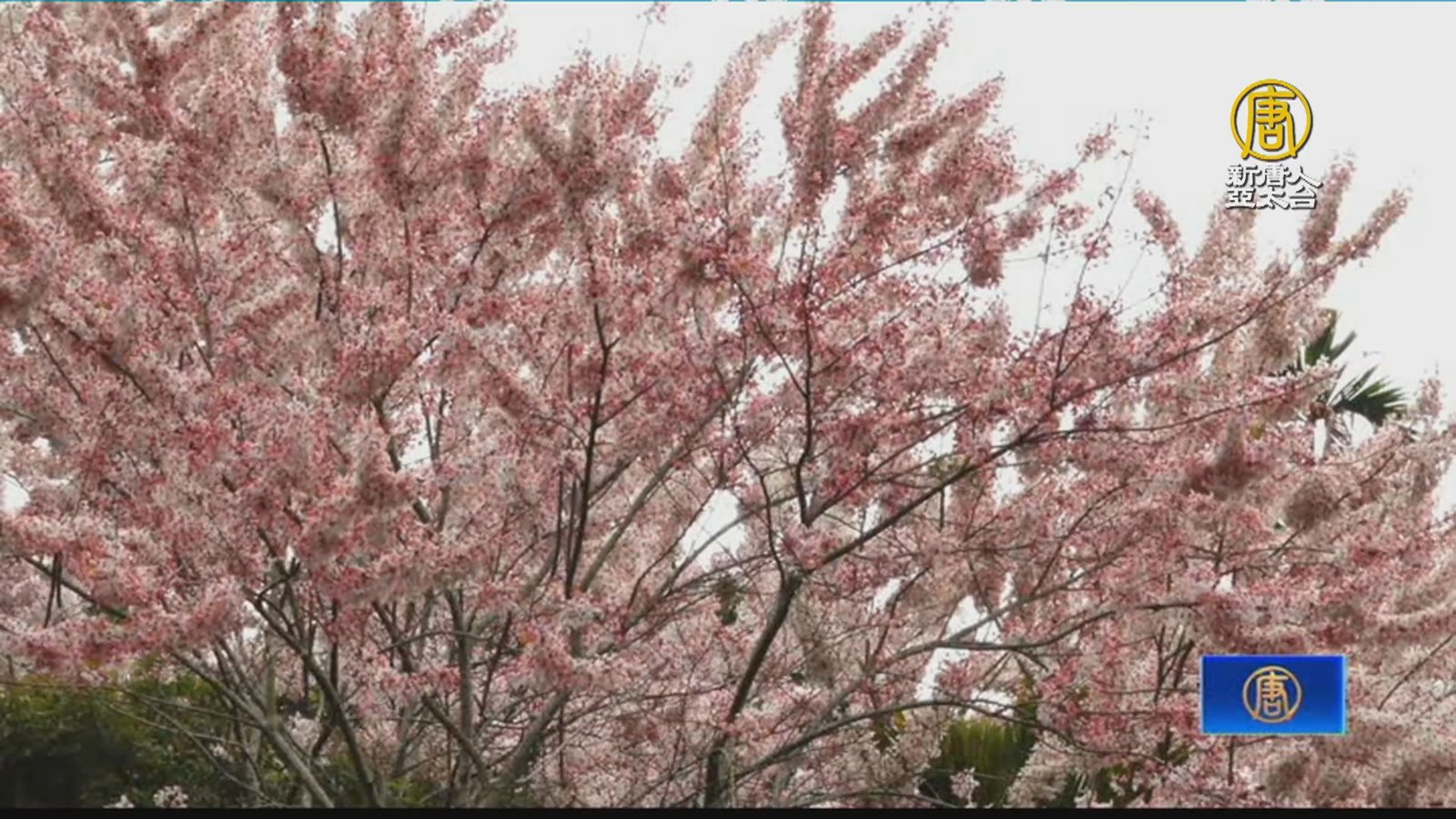 平地「櫻花」花旗木盛放 竹崎花海下辦茶會品茗