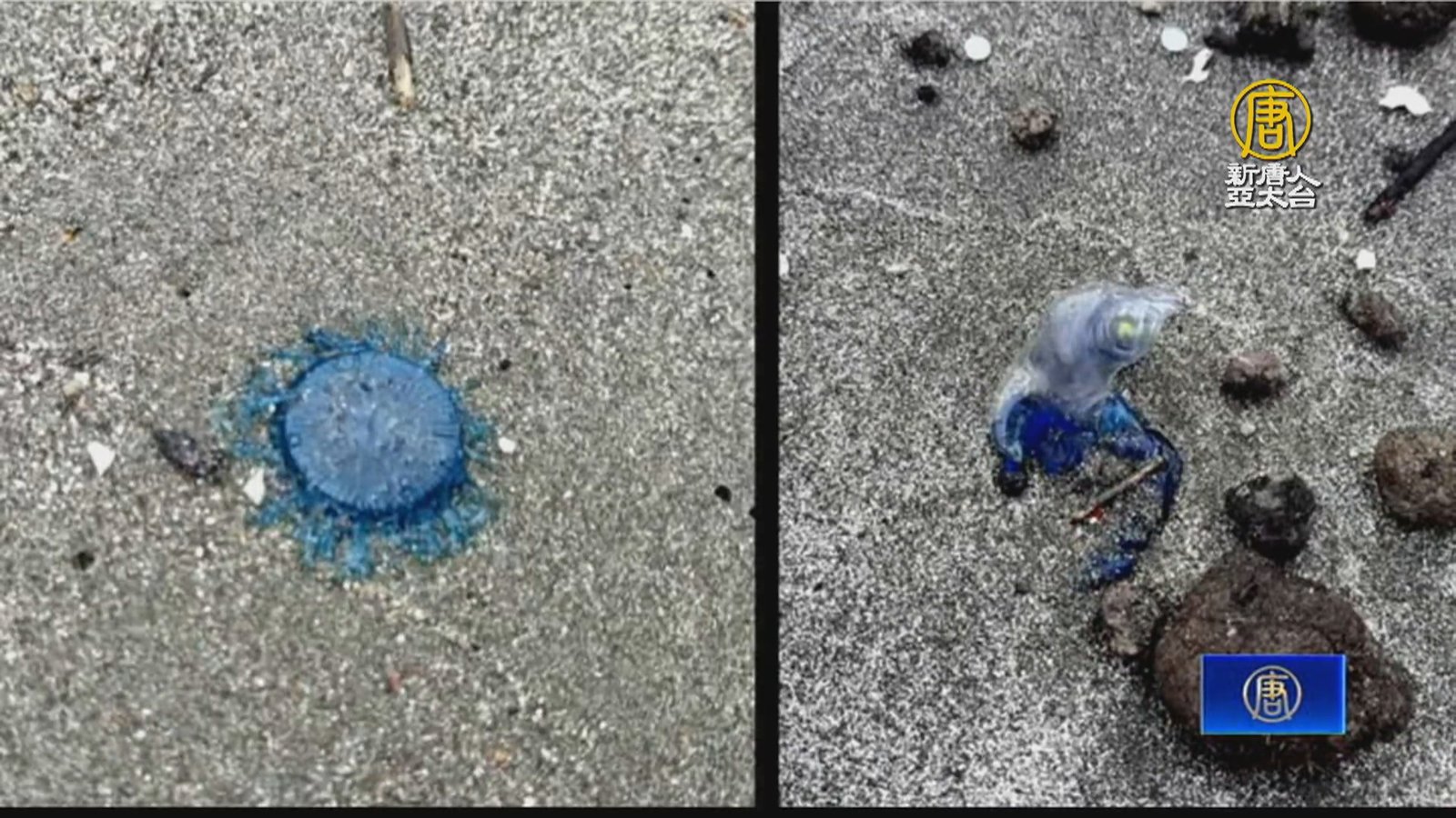 僧帽水母現蹤台東海灘 不慎碰觸中毒恐過敏性休克