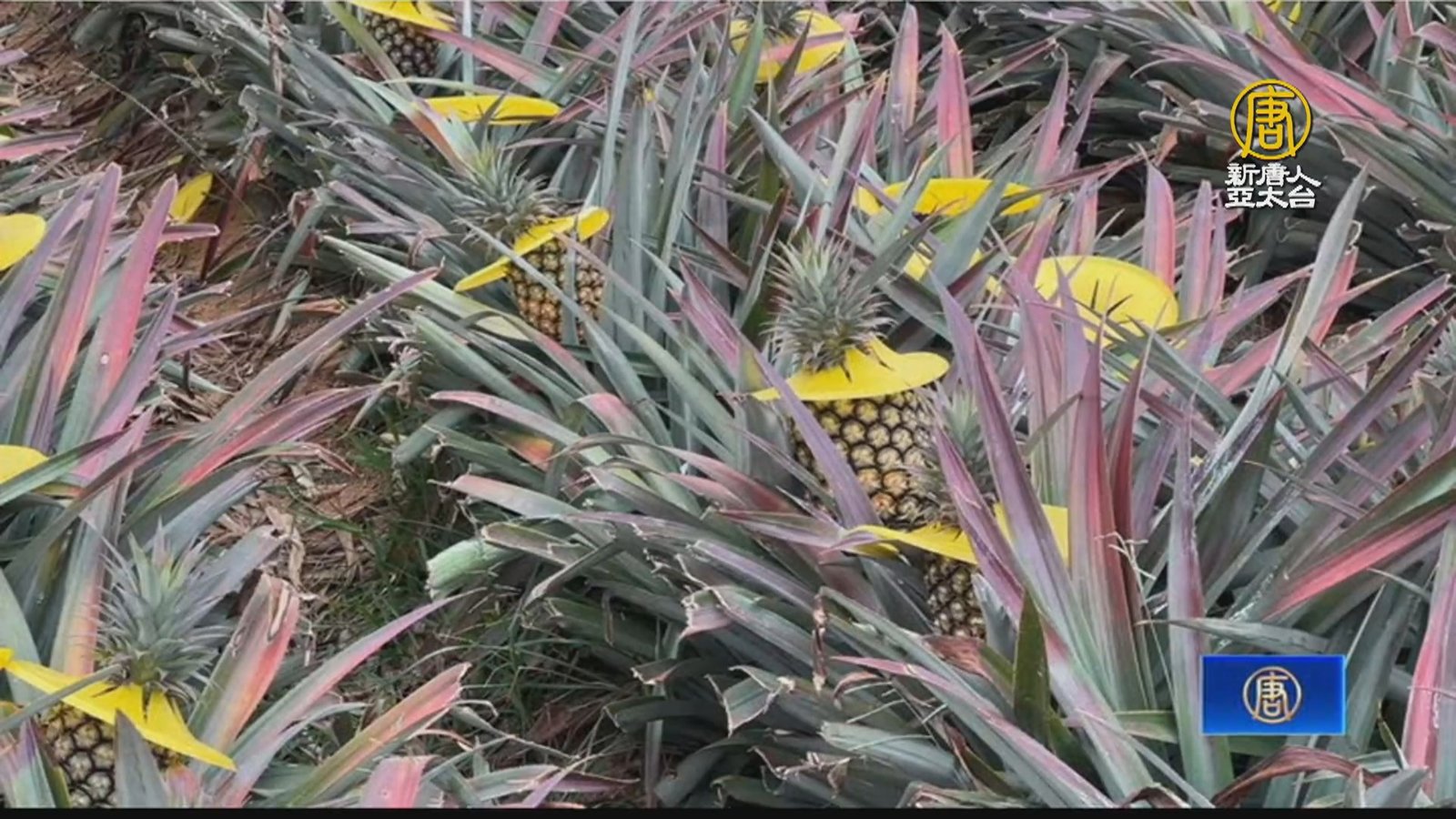 民雄鳳梨文化節 邀民眾嘗鮮「鳳梨米冰棒」