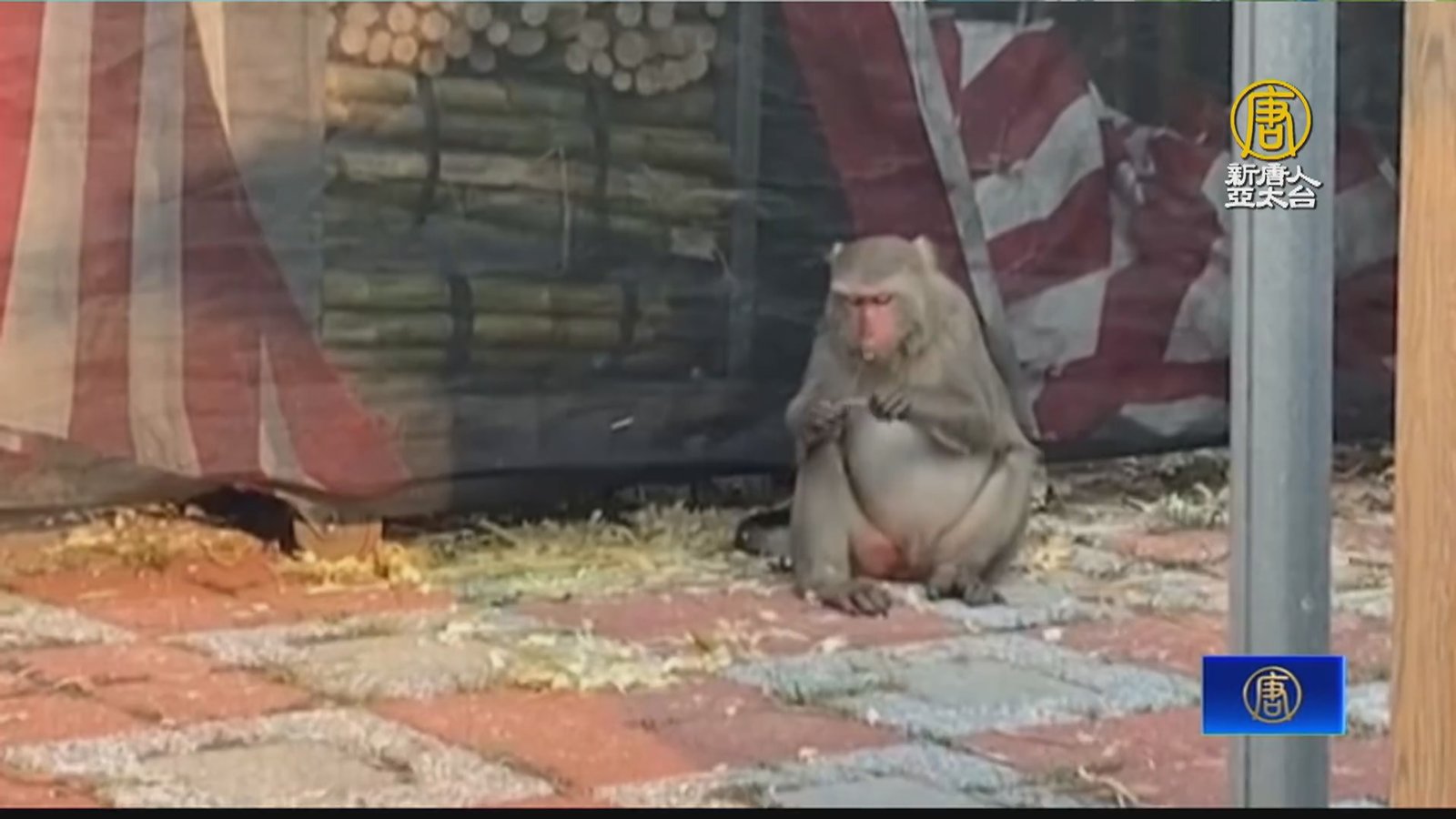 南投松柏嶺「猴」囂張 偷吃店家甘蔗還會吐渣