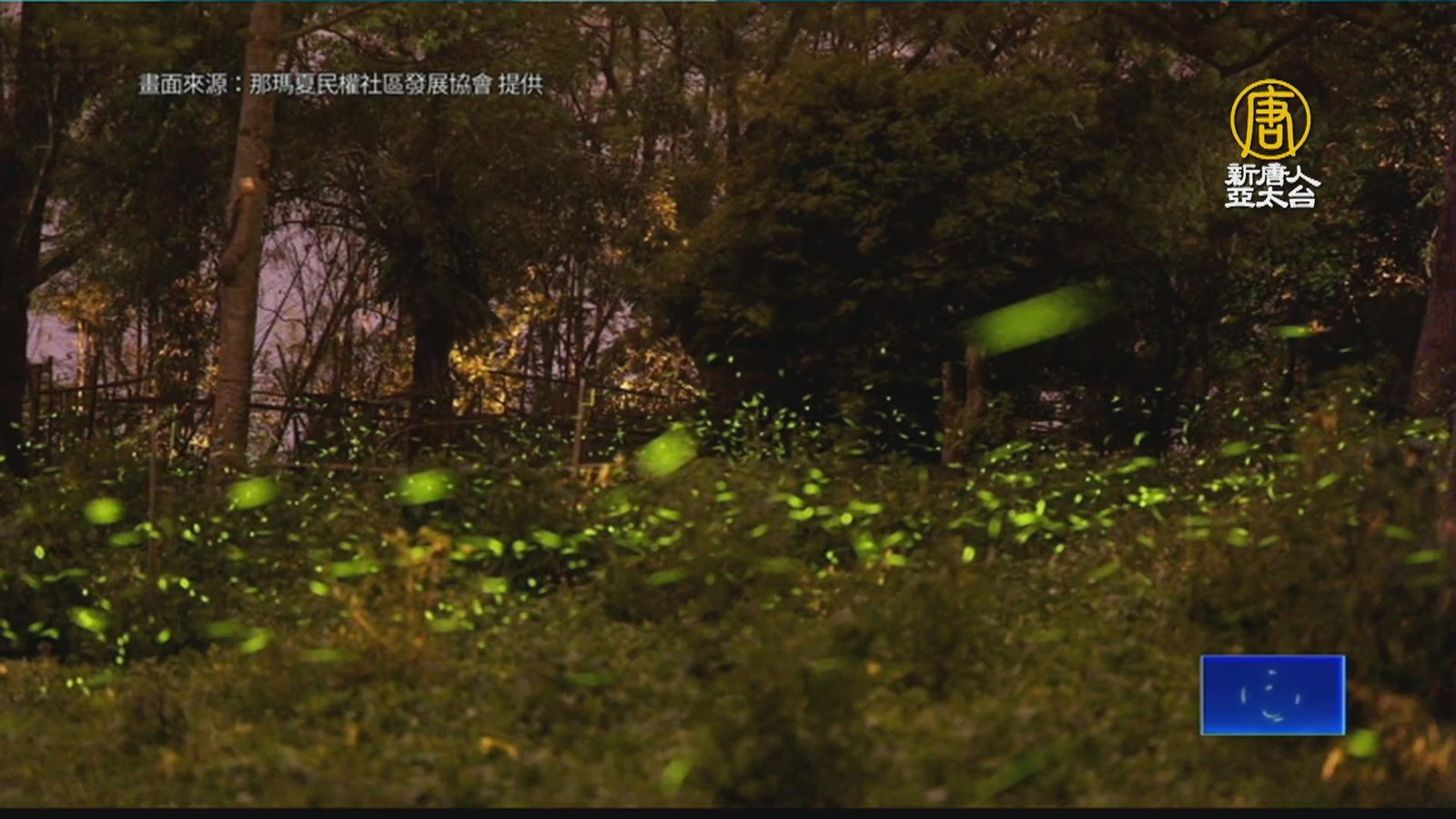 那瑪夏賞螢季開跑 遊程結合農產創造賞螢經濟