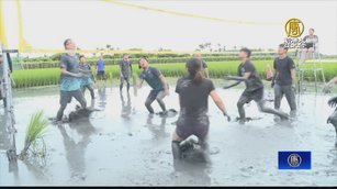 彰化農民「水田打排球」被相中拍片 吃土精神躍國際
