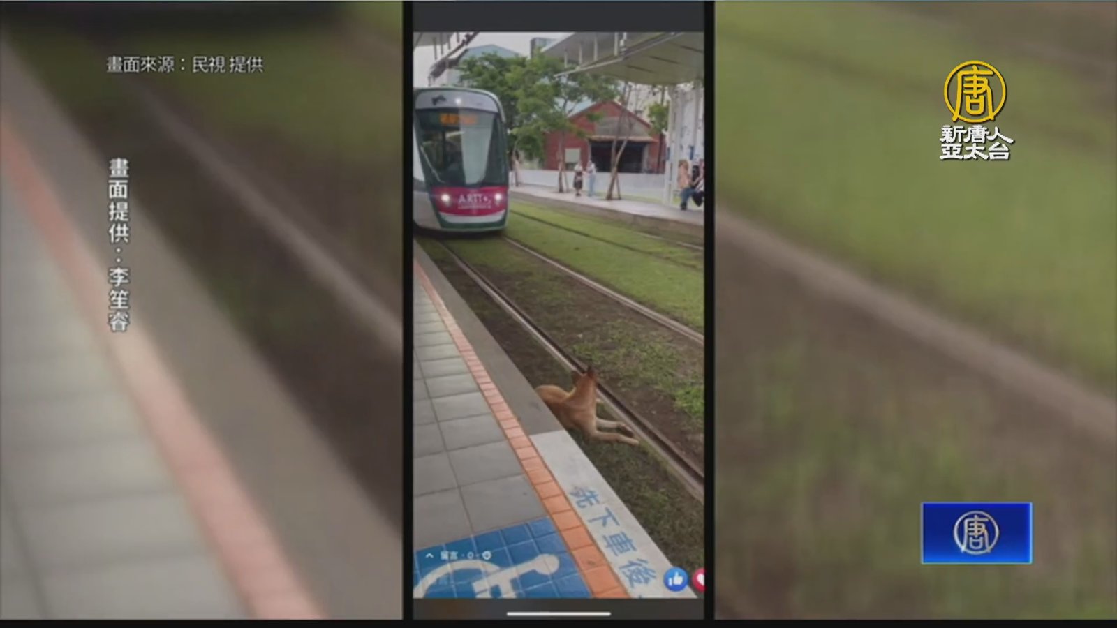 狗狗闖輕軌影片紅到日本 台灣人溫柔催促獲讚
