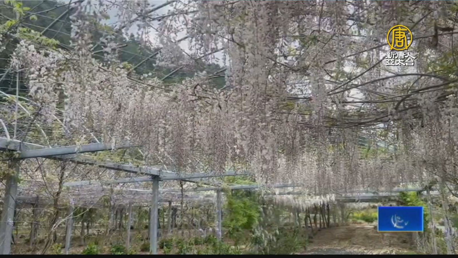 武陵農場藤花盛開 白藤花瀑入夜更夢幻