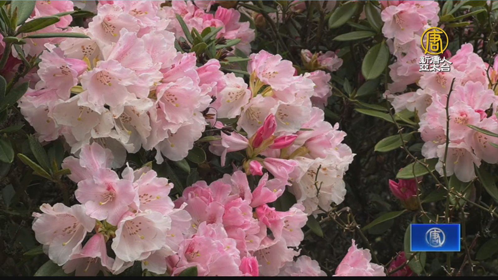 合歡山「玉山杜鵑」盛開 遊客盡享美景