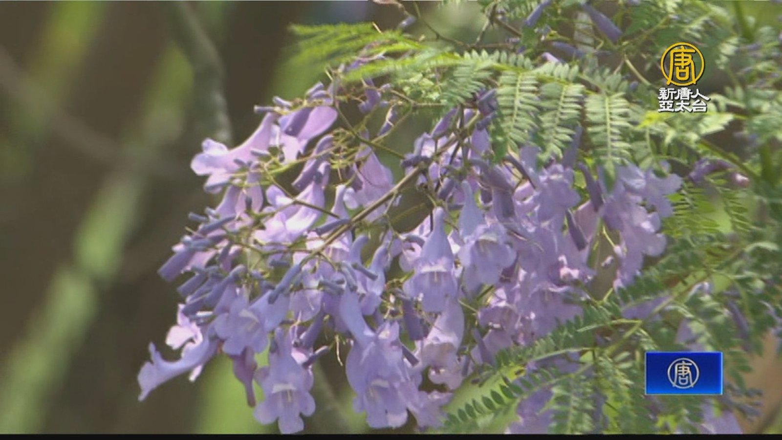 嘉義市盧山橋防汛專用道 變身「藍花楹」隧道