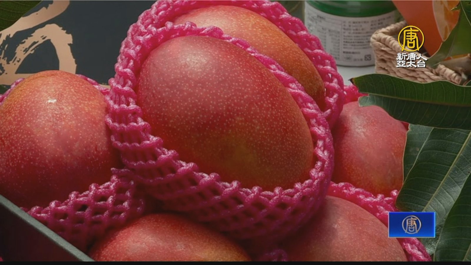 芒果季到了!台冷鏈技術提升 外銷減損耗20%