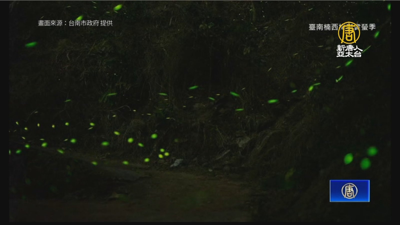 楠西梅嶺賞螢季 黃偉哲邀民眾來台南與螢共舞