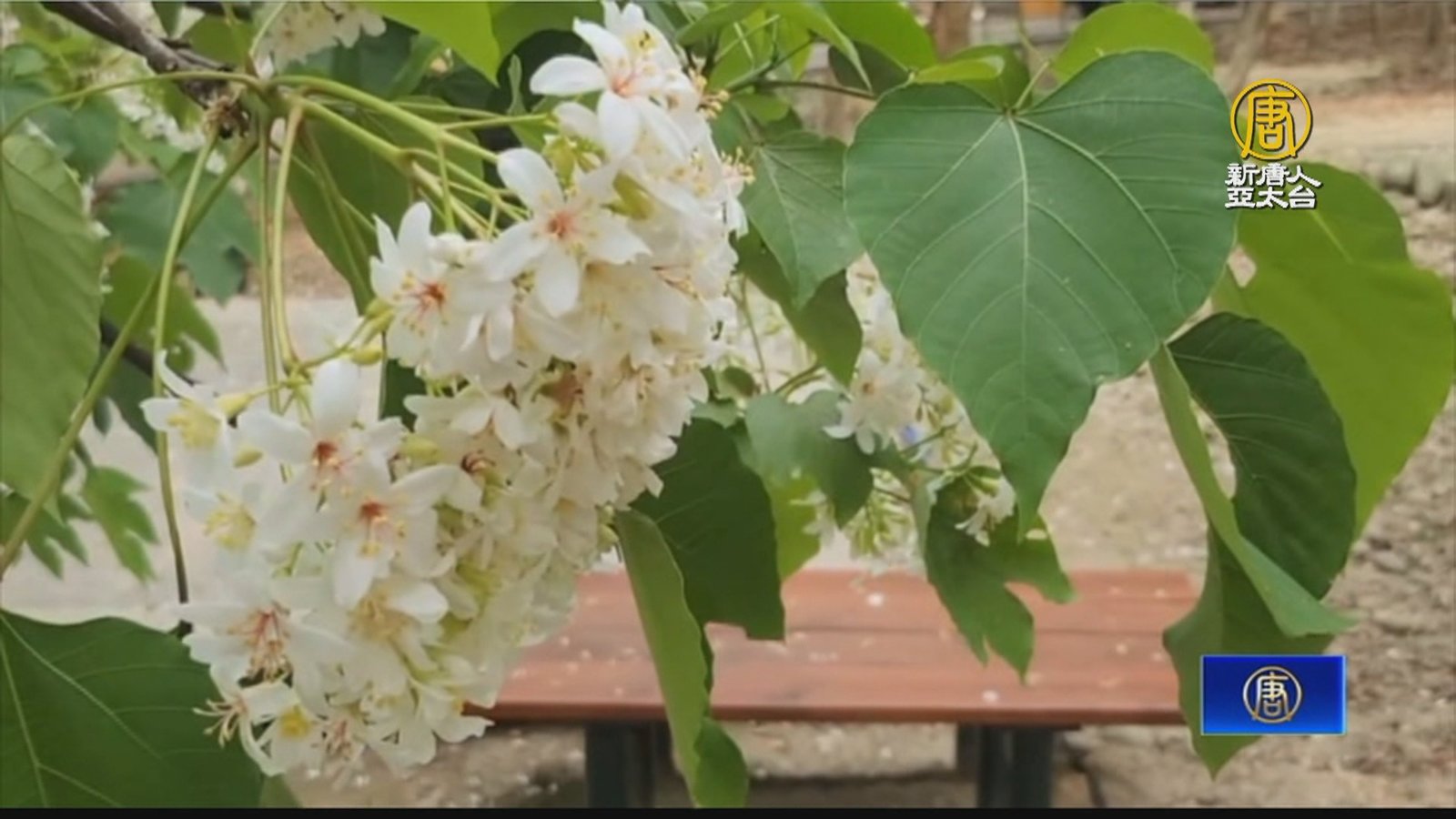 揮別登革熱!古坑桐花公園開花宛如四月雪