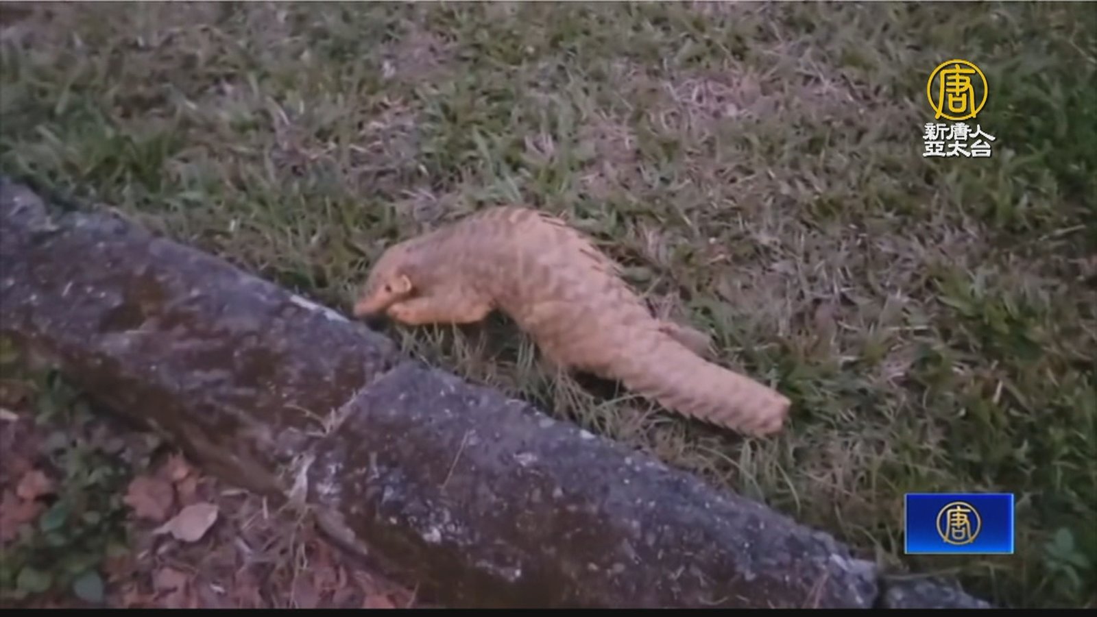 穿山甲「皮蛋」曾被狗咬傷 傷癒野放後現蹤暨大校園