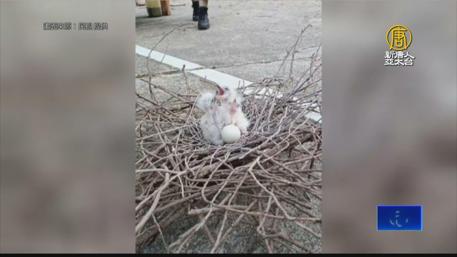 黑冠麻鷺2雛鳥墜地 公所員工抱起放回鳥巢歸位