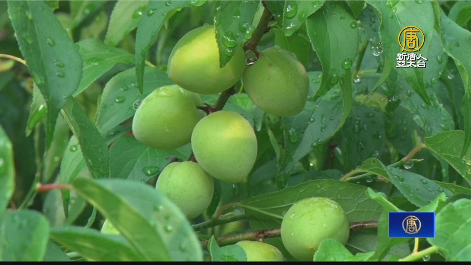 缺水導致青梅果肉不足採購價低 村民教做脆梅
