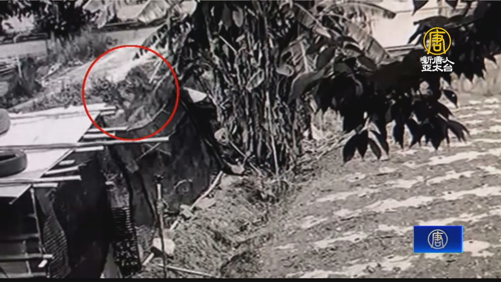 台灣黑熊闖入農園攻擊雞舍 台東通報農民獲賠