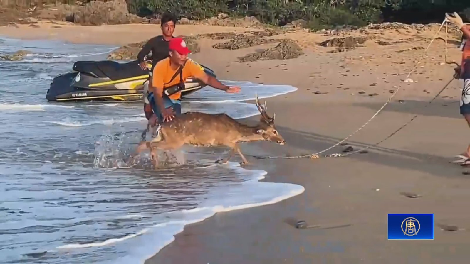 墾丁船帆石海域驚見梅花鹿「跳海」業者動員搶救