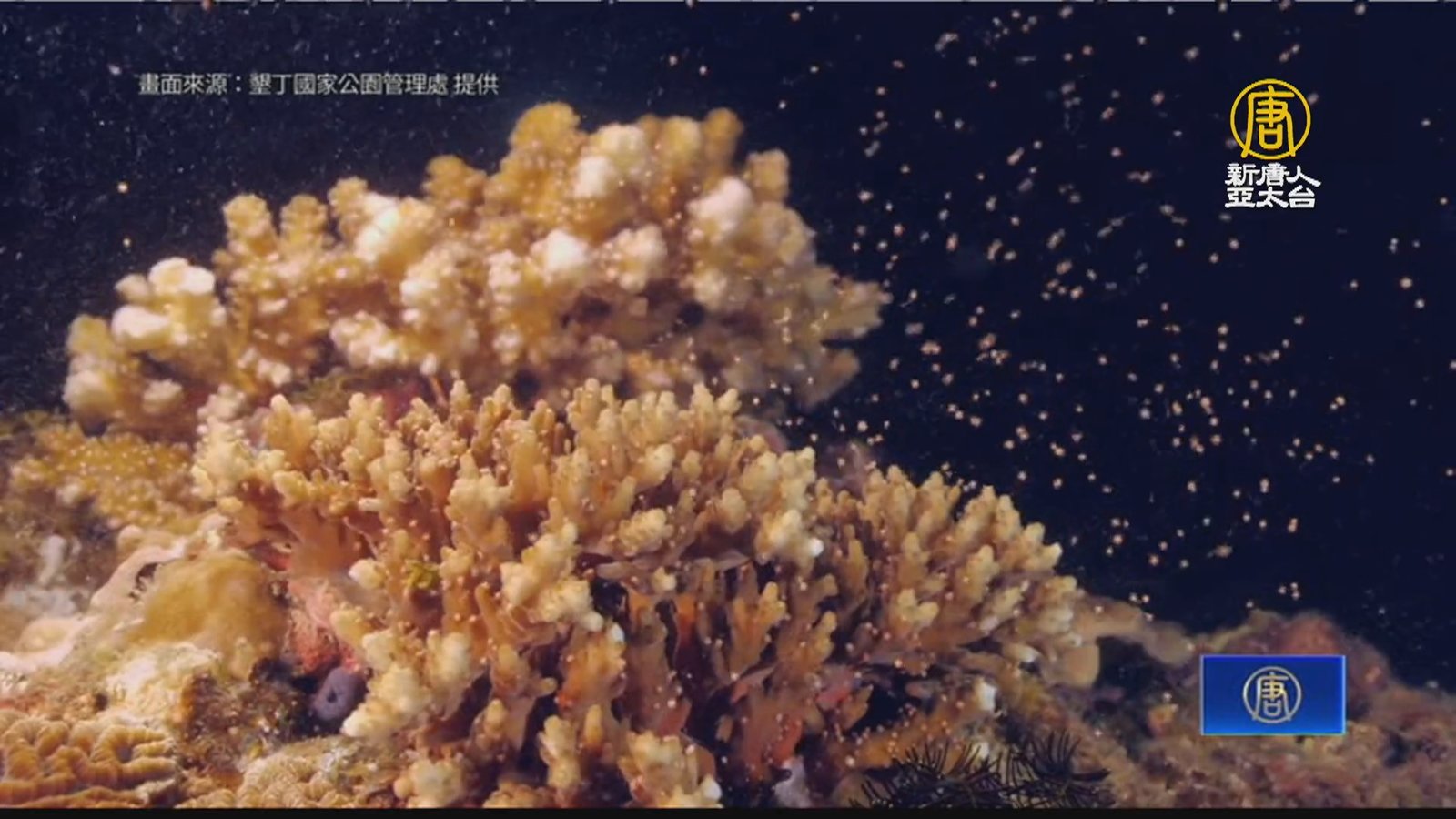 墾丁珊瑚月將開跑 線上直播欣賞海底星空