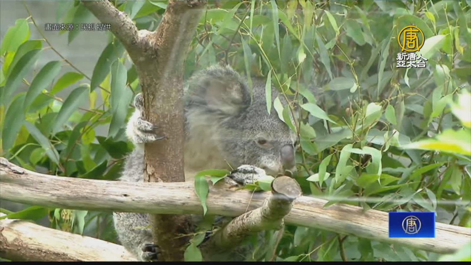 推無尾熊保育工作 飯店業者加入動物園企業認養