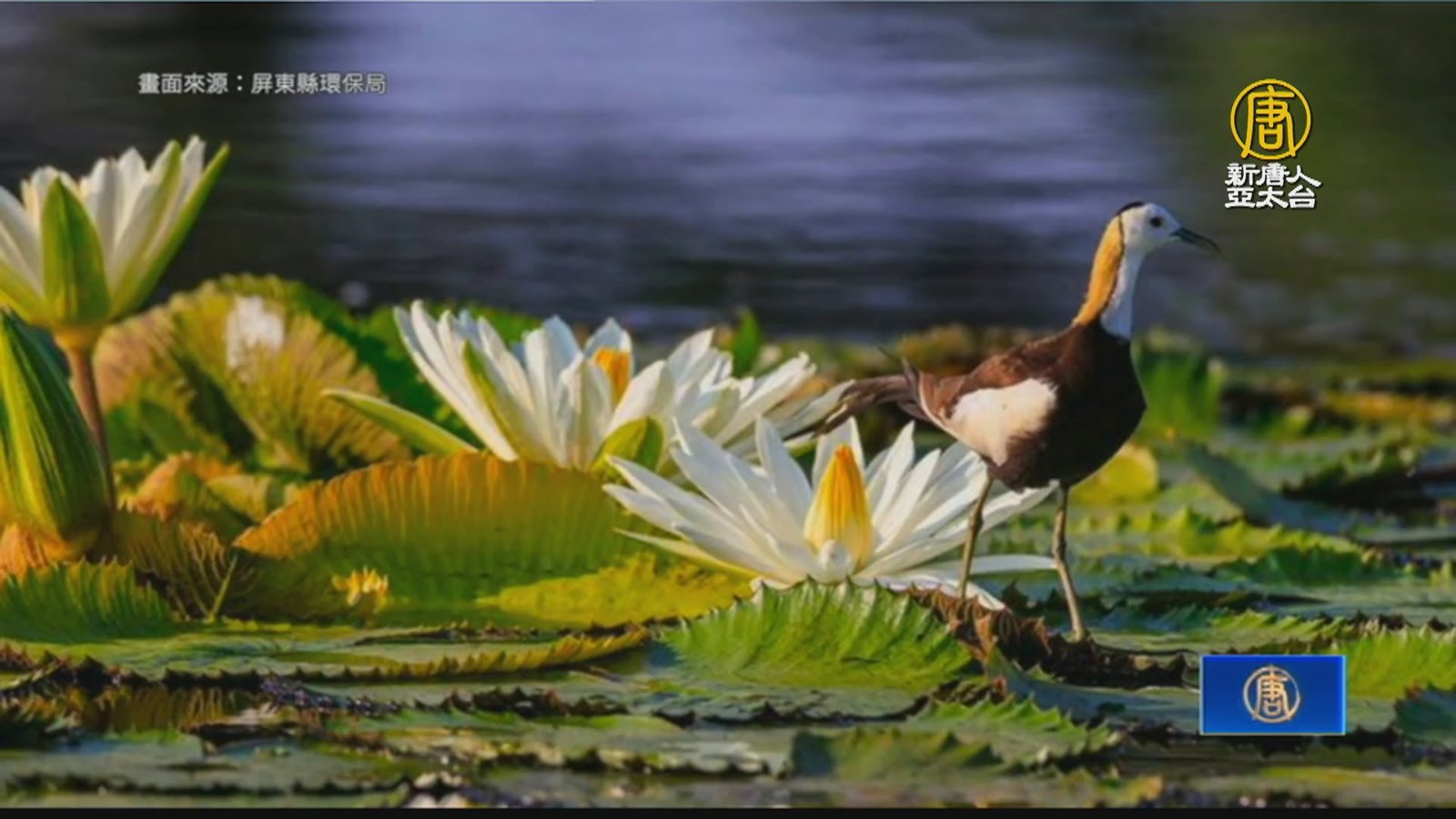 屏東海豐濕地生態池重啟 守護孕育保育鳥類