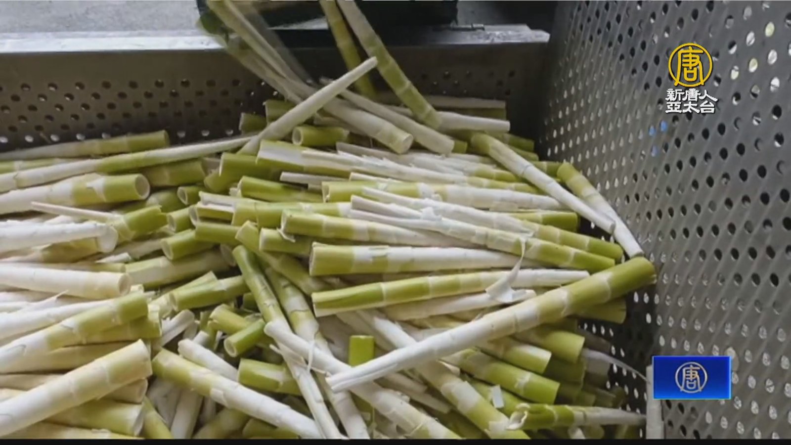 苗栗獅潭桂竹筍進入產期 產量有望破30萬台斤