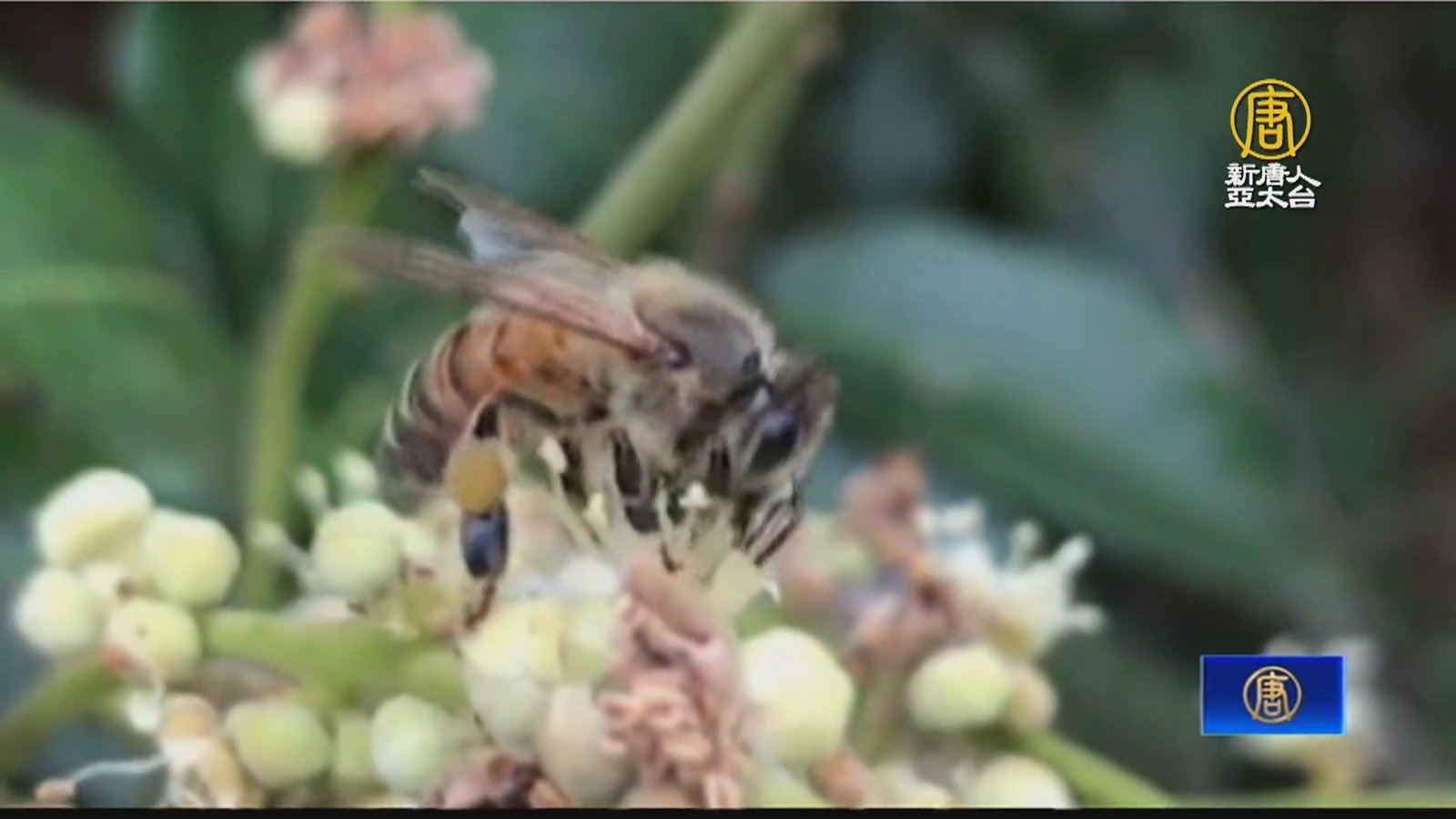 暖冬蜂蜜減產「不到以往2成」蜂農盼納天災救助